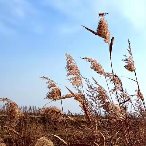 “霜降”感怀