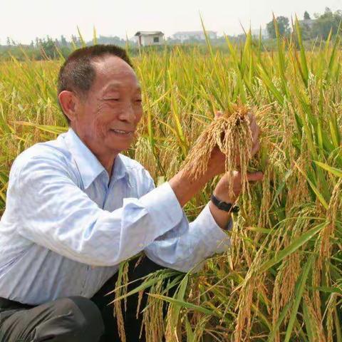 【功勋人物】喜看稻菽千重浪   最是风流袁隆平