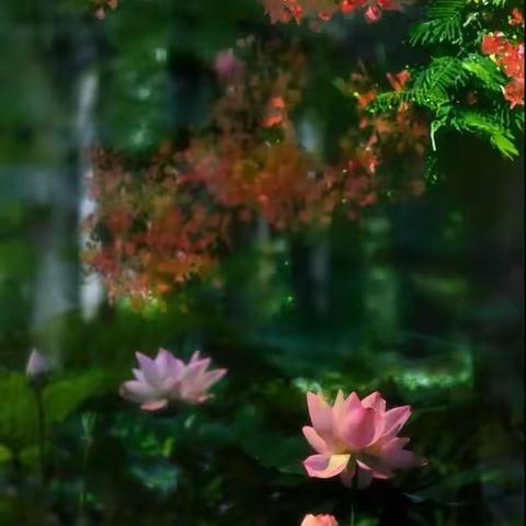 莲花入诗词，美了整个夏天