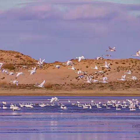 看草原-草原上的天鹅湖