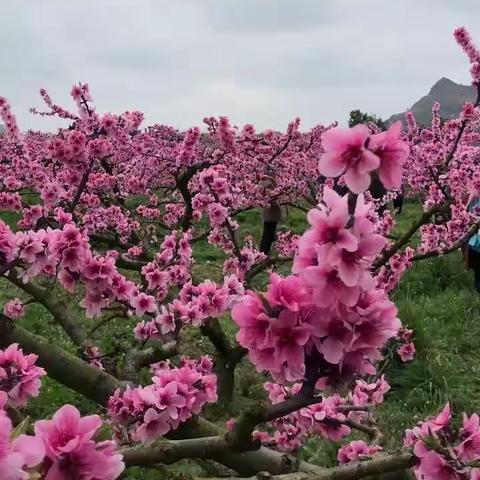 传承经典，锻炼体魄，游览美景。