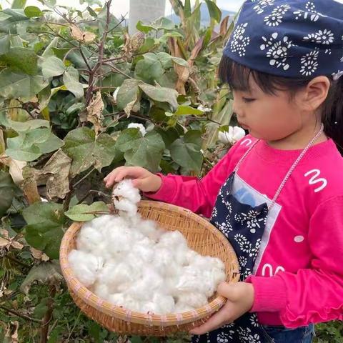 “金风送丰收，白云散人间” ——洪范池镇中心幼儿园开展摘棉花主题活动
