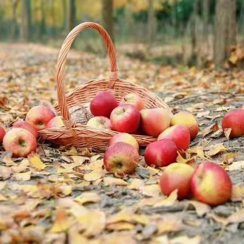 洪范“丰”景美如画，莘莘学子秋收忙！--洪范池镇中心幼儿园苹果采摘活动