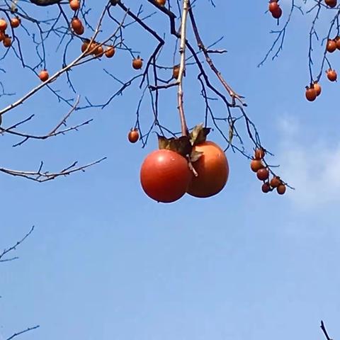 柿子已熟，秋色上头，去丹霞苑民宿邂逅最禅意的秋色