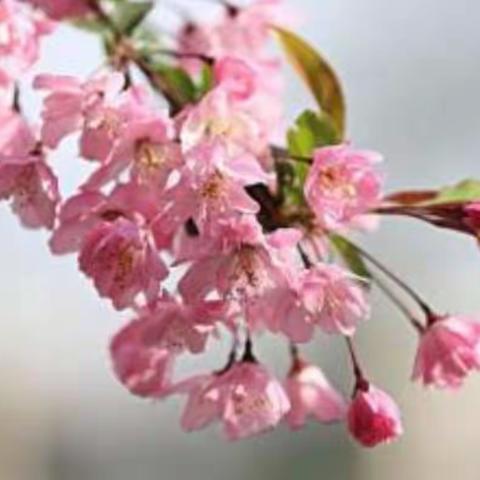 包饺子