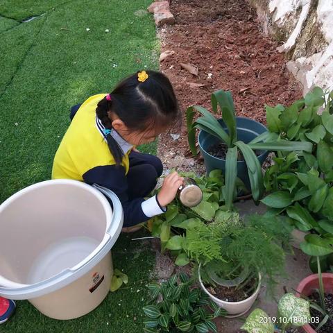 华英幼儿园中班植物角区域活动