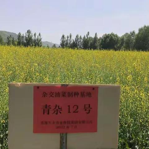 加强种业基地建设，全力助推种业振兴