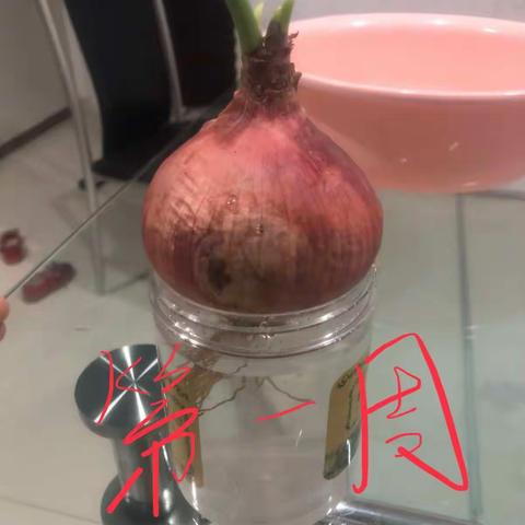 水培洋葱的生长过程