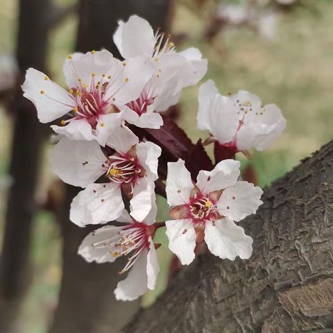 扎实教学环节      打造实效课堂——湛河实验学校中学文科组公开课活动