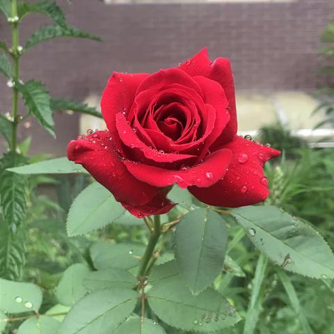 雨后的花花娇嫩欲滴