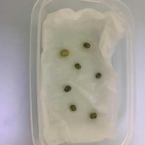 张瑞钊—绿豆和洋葱