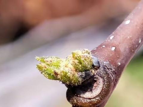 时光不语，静待花开