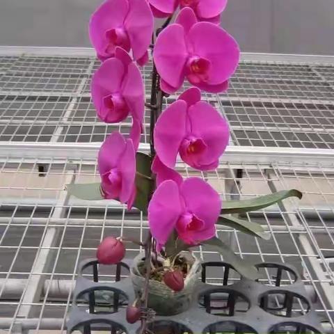 郑州程祥园艺                                    2023年可接单品种