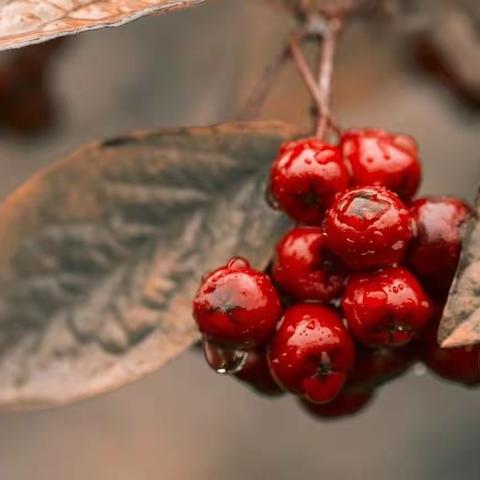 连晴不知夏去，一雨方知深秋