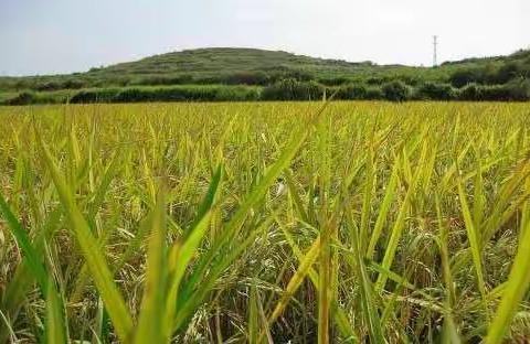 云联★寻味原产地彬江新米，安全无公害