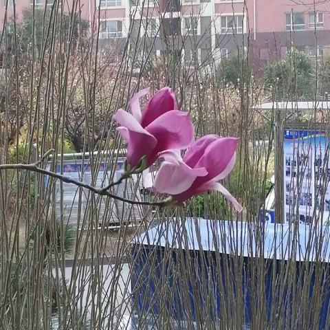 玉兰花和木兰花一起欣赏，我也傻傻分不清