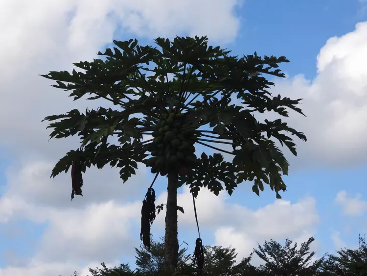 望着大片被压得沉甸甸的金黄稻田,听着树梢或是田野中隐约传来的鹭鸟