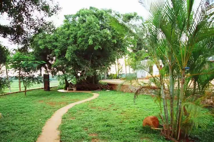 望着大片被压得沉甸甸的金黄稻田,听着树梢或是田野中隐约传来的鹭鸟