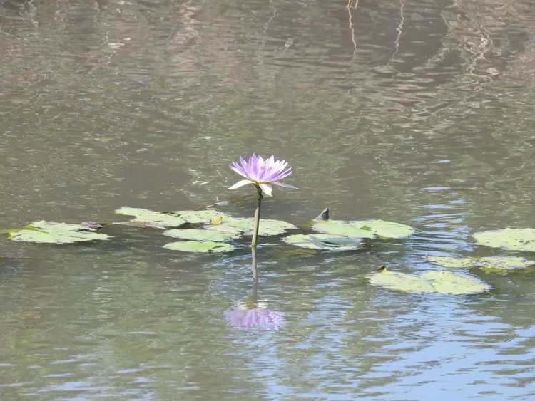 望着大片被压得沉甸甸的金黄稻田,听着树梢或是田野中隐约传来的鹭鸟