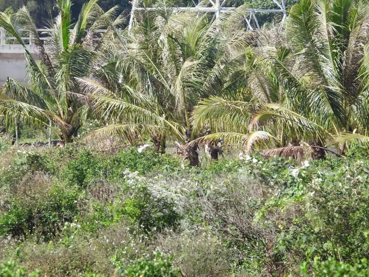 望着大片被压得沉甸甸的金黄稻田,听着树梢或是田野中隐约传来的鹭鸟