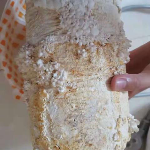 汪祺峻科学：蘑菇