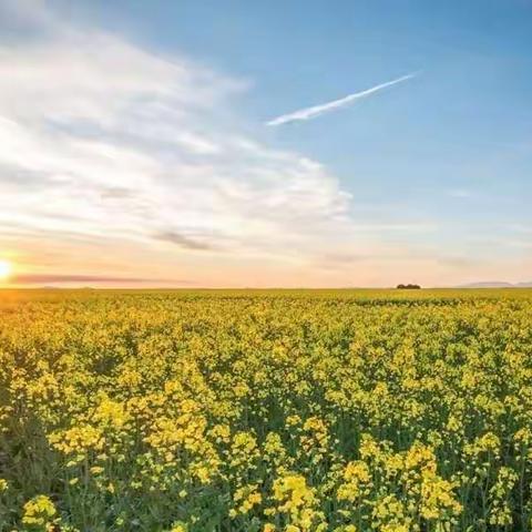 醉美花海，畅游油槐！