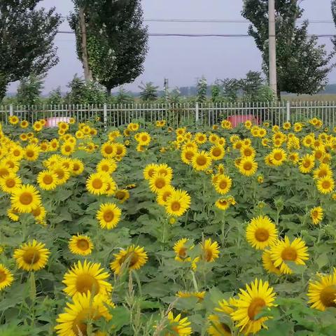 向阳花开    默默绽放