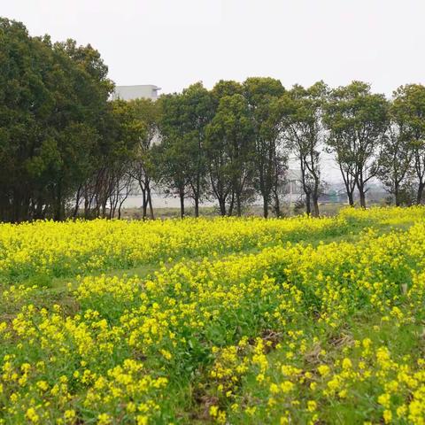 阳春3月下果地