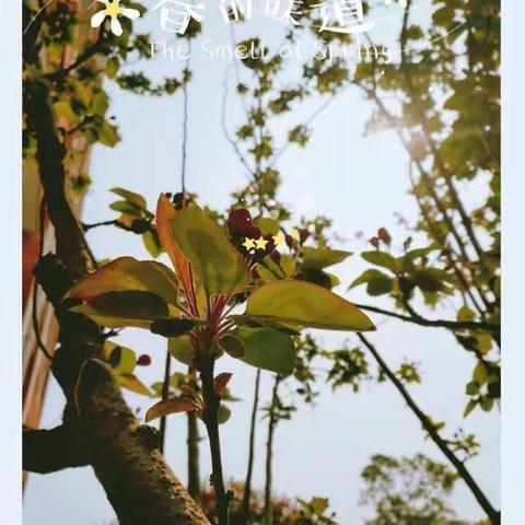🌻🌻迎春暖花开，追最美时光👧👦！——泗阳经济开发区学校1803米老鼠中队春季实践活动