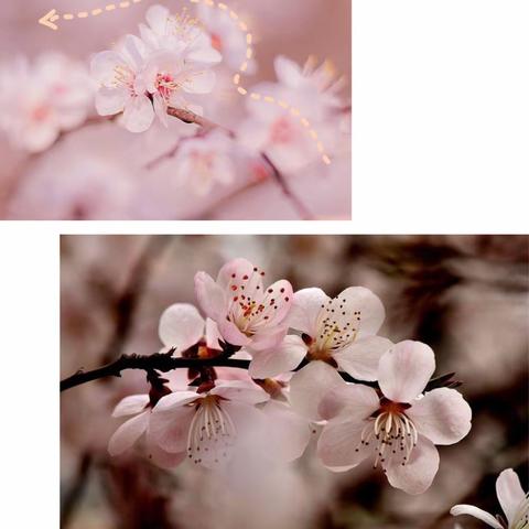 🌸🌸“🍑花源记”——泗阳经济开发区学校🏫1803班“课程周”精彩剪辑🎬🌸🌸