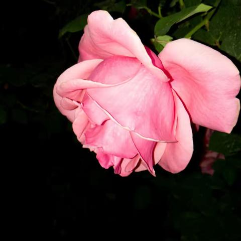 贵州镇宁县四月月季