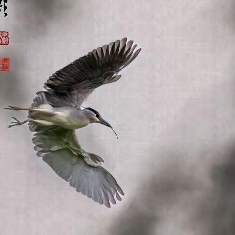 鹭鸣春晓（极简画意摄影）