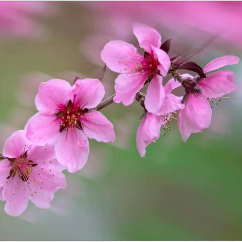 夜雨湿娇艳，桃花带露开
