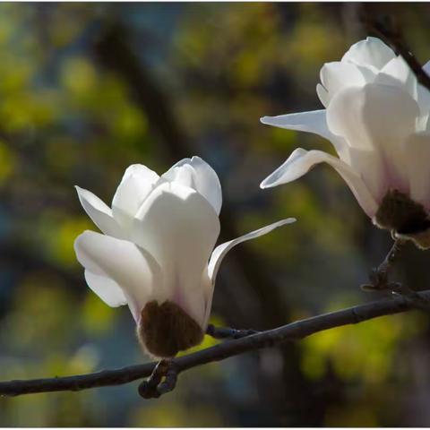 借取春风笔一枝，写得琼花几树奇