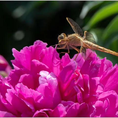 又是一年芍药开