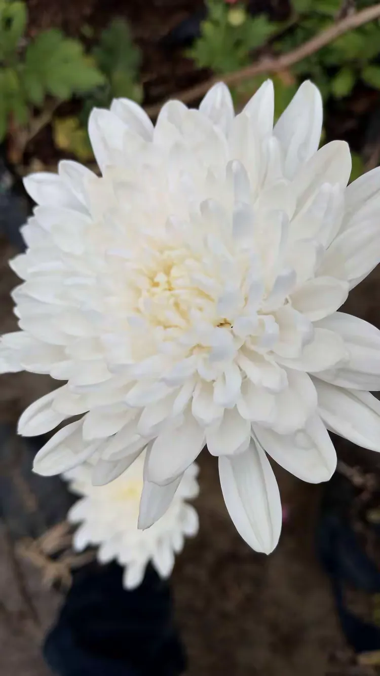 银白色菊花