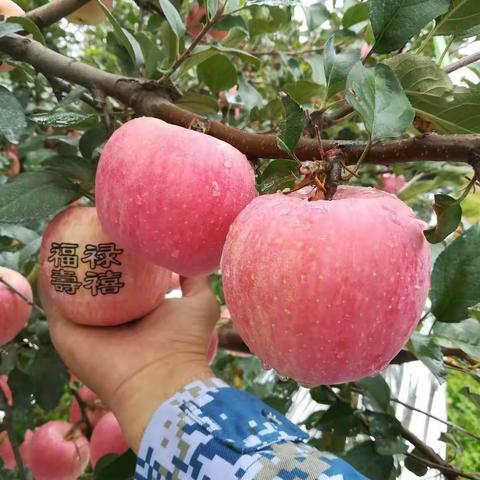 烟台苹果 🍎小兵果园新鲜有机苹果🍎