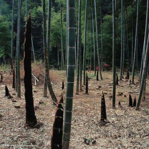 须根