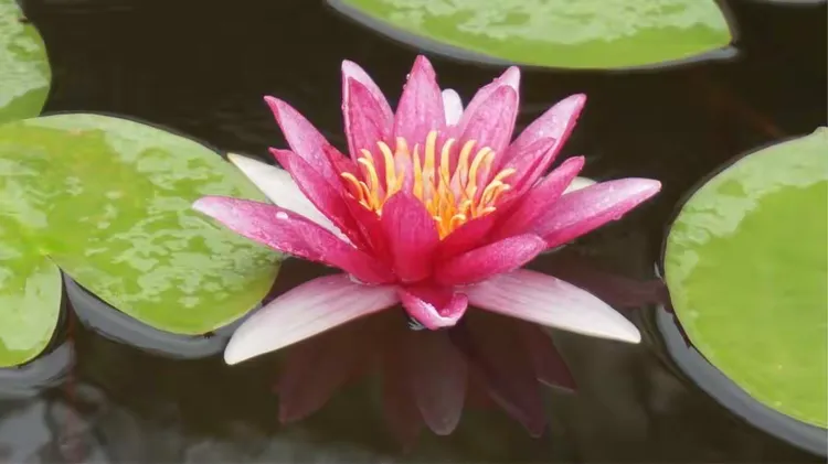 睡莲种子多少钱