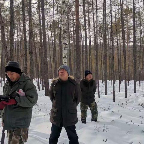 阿木尔林业局林木种苗管理站进行母树林踏查、复核工作