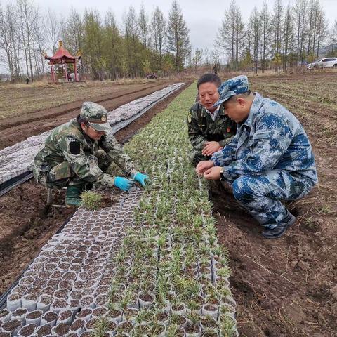 阿木尔林业局副局长裴洪涛深入中心苗圃对轻基质容器苗进行指导工作