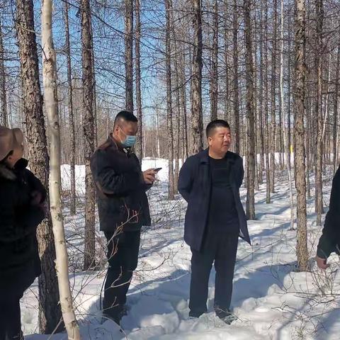 集团公司生态修复管理处种苗站深入阿木尔林业局 进行母树林复核与营建调查指导