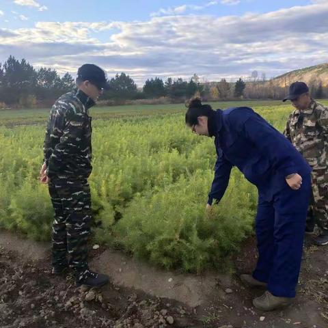 大兴安岭林业集团公司生态修复管理处检查组深入阿木尔林业局进行秋季林木种苗检查工作