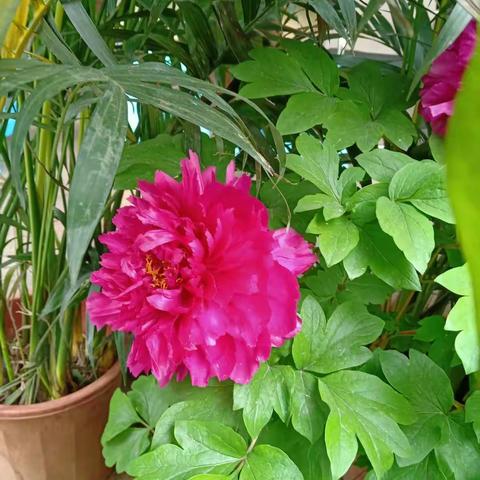 我们小河朋友去看樱花🌸