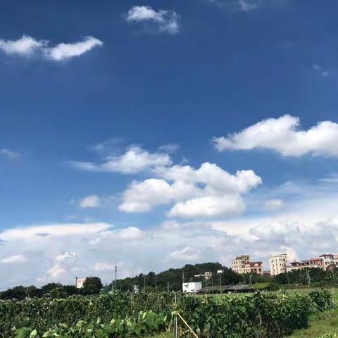 康乐幼儿园中二班第十一期“停课不停学”线上活动