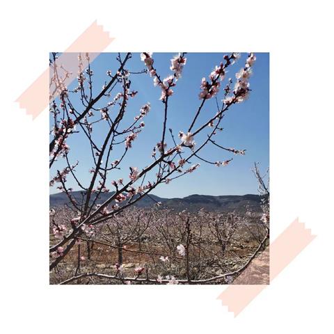 停课不停学—龙角三年级本周语文点滴