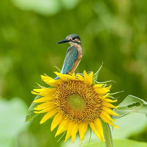 芝麻开花