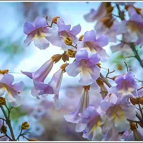 桐 树 花 开 弥 乡 愁