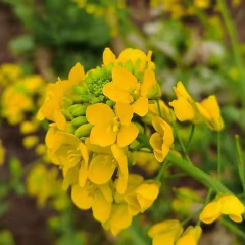 今日所学：蒙氏数学