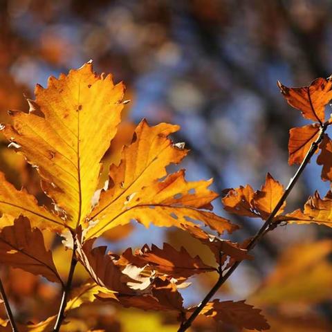 书香苑大风车幼儿园--大一班10月总结篇